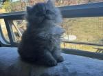 Silver shaded Persian kittens - Persian Kitten For Sale - Hohenwald, TN, US