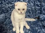 Mia - Scottish Fold Kitten For Sale - 