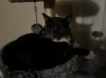 milo - Domestic Cat For Sale - North Sacramento, CA, US