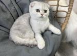 Milo - Scottish Fold Kitten For Sale - 