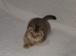 Strelka - Scottish Fold Kitten For Sale - 