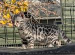 Silver Bengal boy - Bengal Kitten For Sale - Norwalk, OH, US