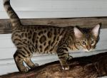 Luke - Bengal Kitten For Sale - AR, US