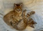 August - Maine Coon Kitten For Sale - 