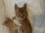 September - Maine Coon Kitten For Sale - 