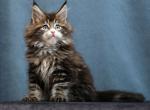 Mercury - Maine Coon Kitten For Sale - Hollywood, FL, US