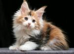 Misty Polydactyl - Maine Coon Kitten For Sale - Hollywood, FL, US