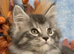 TICA male - Maine Coon Kitten For Sale - Waterloo, IN, US