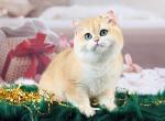 Markiz - British Shorthair Kitten For Sale - Pembroke Pines, FL, US