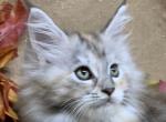 TICA torbie female - Maine Coon Kitten For Sale - 