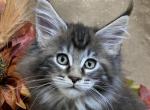 TICA female - Maine Coon Kitten For Sale - 