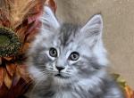 Orange collar female - Maine Coon Kitten For Sale - Waterloo, IN, US