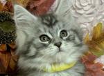 Yellow collar female - Maine Coon Kitten For Sale - 