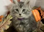 Purple collar female - Maine Coon Kitten For Sale - Waterloo, IN, US