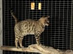 Amazing Male Bengal - Bengal Cat For Sale - AR, US