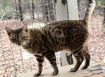 Amazing Male Bengal - Bengal Cat For Sale - AR, US