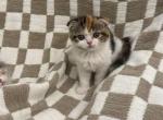 Pippa - Scottish Fold Kitten For Sale - Clifton, NJ, US