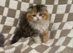 Bella - Scottish Fold Kitten For Sale - Clifton, NJ, US