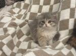 Sophia - Scottish Fold Kitten For Sale - Clifton, NJ, US