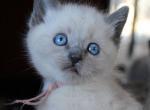 Opal - Siamese Kitten For Sale - Anza, CA, US