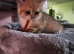 Pixie - Scottish Straight Kitten For Sale - Naperville, IL, US