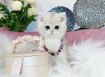 B020 - British Shorthair Kitten For Sale - 