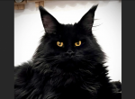 Onyx - Maine Coon Cat For Sale - Marlton, NJ, US