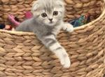 Female Scottish Fold - Scottish Fold Kitten For Sale - 