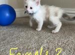 Beautiful Ragdoll Kitten - Ragdoll Kitten For Sale - Walnut Creek, CA, US