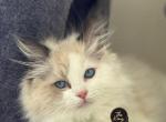 Seal bicolor ragdoll - Ragdoll Kitten For Sale - 