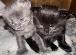 Jekyll & Heidi - Maine Coon Kitten For Sale - Old Bridge, NJ, US