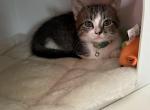 Turbo and Grumpy - Munchkin Kitten For Sale - Poteau, OK, US