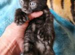 HIBERNIAN LYNX Panther - Highlander Kitten For Sale - La Pine, OR, US