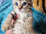 HIBERNIAN LYNX Cheetah - Highlander Kitten For Sale - La Pine, OR, US