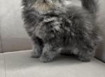 Natalie - Persian Kitten For Sale - Vancouver, WA, US