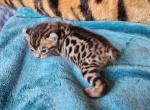 HIBERNIAN LYNX Honey - Highlander Kitten For Sale - La Pine, OR, US