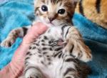 HIBERNIAN LYNX Sophia - Highlander Kitten For Sale - La Pine, OR, US