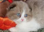 Ginas boy - Scottish Fold Kitten For Sale - Howell, MI, US