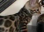 Mikes Bengals - Bengal Kitten For Sale - Howell, MI, US