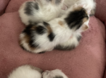 Breathtakingly precious - Domestic Kitten For Sale - 