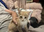 Fred - Domestic Kitten For Sale - Buckeye, AZ, US