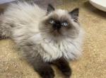 BUTTERMILK - Himalayan Kitten For Sale - Brookings, OR, US