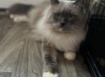 Prince - Ragdoll Cat For Sale - New Smyrna Beach, FL, US