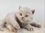 PURE BREED BRITISH SHORTHAIR KITTENS BOY - British Shorthair Kitten For Sale - 