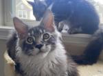 Consul - Maine Coon Kitten For Sale - Gurnee, IL, US