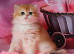 Valeriya - British Shorthair Kitten For Sale - Brooklyn, NY, US