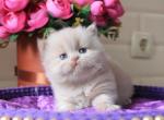 Pion - British Shorthair Kitten For Sale - Brooklyn, NY, US