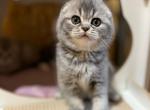 Kimberly - Scottish Fold Kitten For Sale - Brooklyn, NY, US