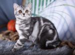 Jessika - Scottish Straight Kitten For Sale - Brooklyn, NY, US