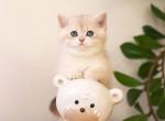 Honey - British Shorthair Kitten For Sale - Brooklyn, NY, US